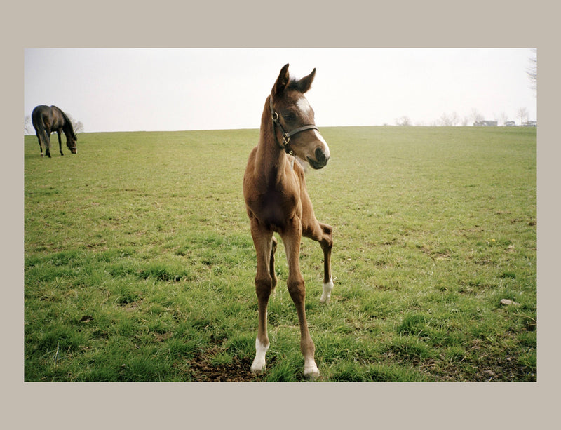 Schiffer Publishing - Horse Racing: Photography by Arthur Frank