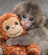 Punch Monkey Orangutan Plush - Huggable Stuffed Animal Toy