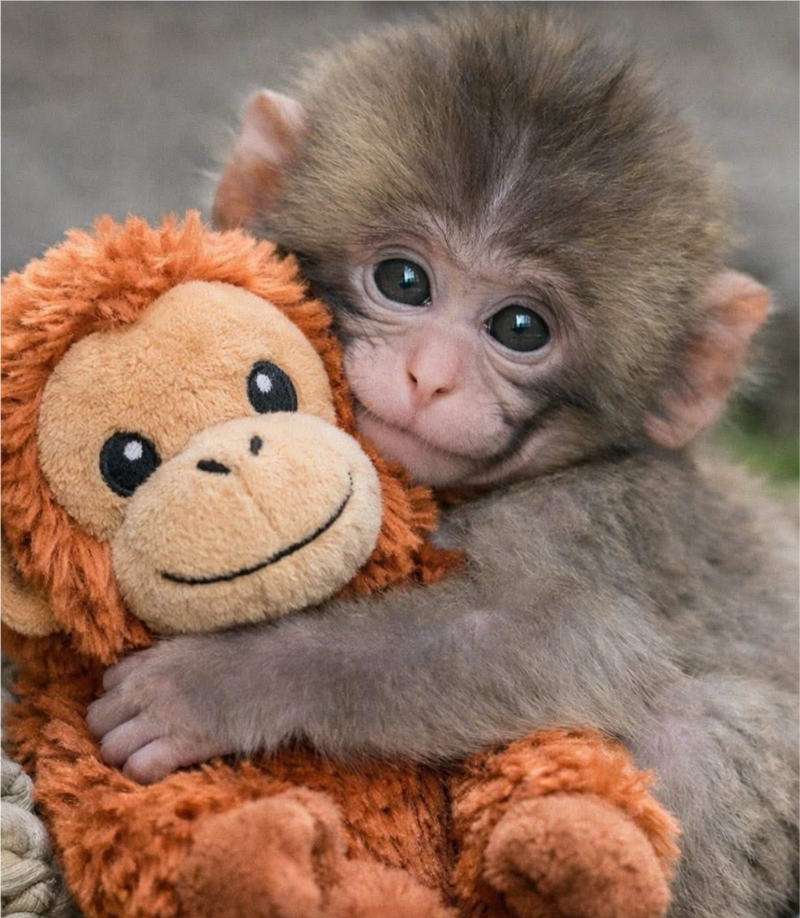 Punch Monkey Orangutan Plush - Huggable Stuffed Animal Toy
