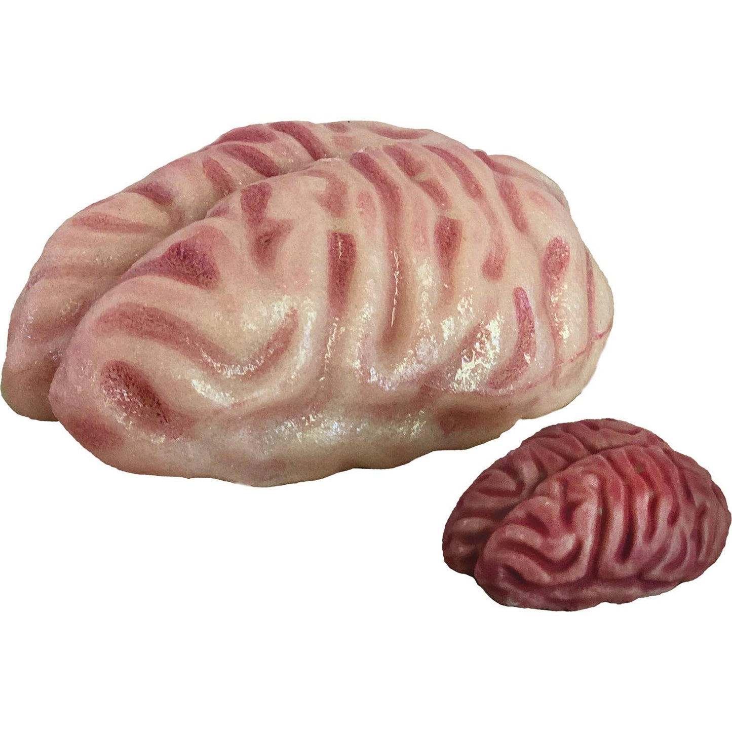 Extra Large Swell Polymer Brain