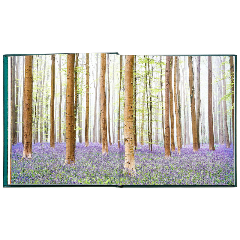 The Hidden Life of Trees