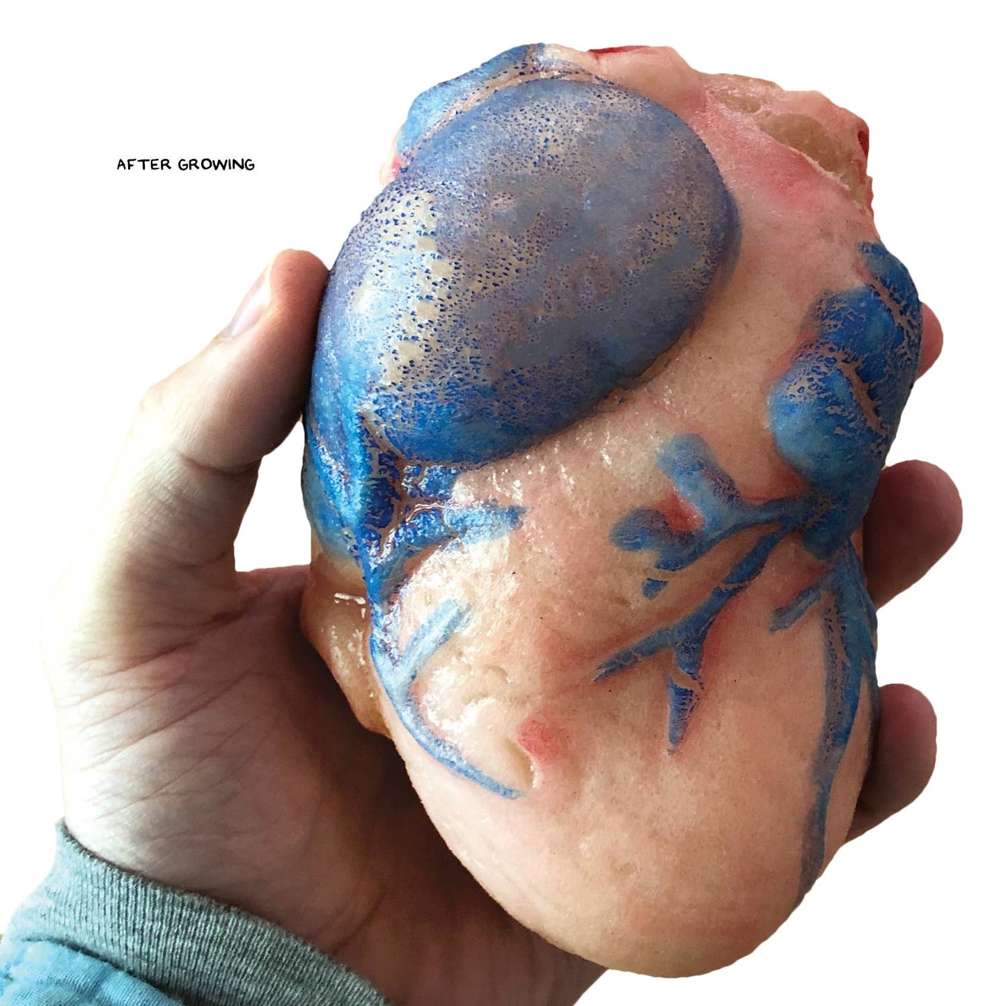 Extra Large Swell Polymer Heart